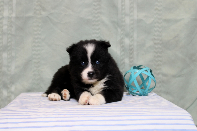 puppy, for, sale, Pomsky, Matthew B. Stoltzfus, dog, breeder, Gap, PA, dog-breeder, puppy-for-sale, forsale, nearby, find, puppyfind, locator, puppylocator, aca